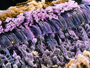 False-colour SEM of rod cells in human retina False-colour SEM of rod cells in human retina