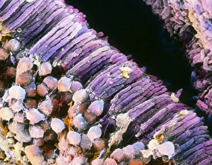 False-colour SEM of the structure of the retina False-colour SEM of the structure of the retina