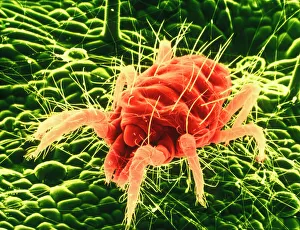 False-colour SEM of Tetranychus, a red spider mite False-colour SEM of Tetranychus, a red spider mite