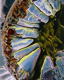 Human Digestive System Prints: False-colour SEM through the wall of the duodenum