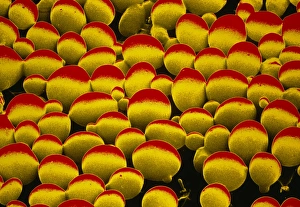 False-colour SEM of yeast cells False-colour SEM of yeast cells
