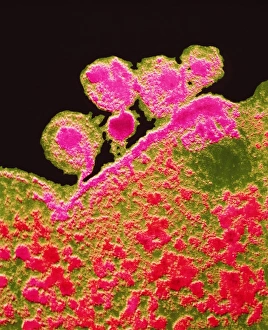 Human Immunodeficiency Virus Prints: False-colour TEM of budding AIDS viruses