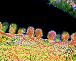 False-colour TEM of budding influenza viruses False-colour TEM of budding influenza viruses