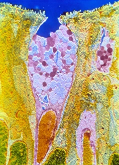 False-colour TEM of a duodenal goblet cell False-colour TEM of a duodenal goblet cell