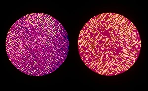 False colour TEM and fingerprint of soot (air) False colour TEM and fingerprint of soot (air)