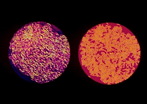 False colour TEM and fingerprint of soot (diesel) False colour TEM and fingerprint of soot (diesel)