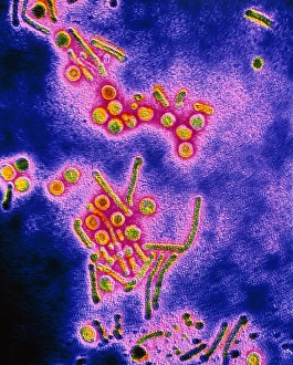 False-colour TEM of the Hepatitis B virus False-colour TEM of the Hepatitis B virus