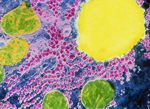 False-colour TEM of a section through a liver cell False-colour TEM of a section through a liver cell