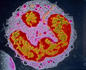 False colour TEM of a single neutrophil False colour TEM of a single neutrophil