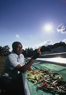 Images Dated 23rd September 2003: Farmer drying chillies in a solar drier