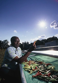 Farmer drying chillies in a solar drier Farmer drying chillies in a solar drier