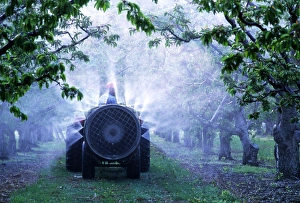 Farmer spraying pesticide in an orchard Farmer spraying pesticide in an orchard