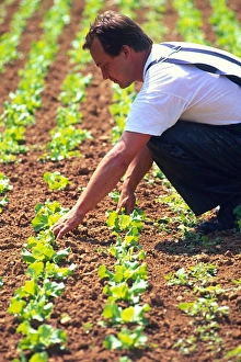Farmer tending to organic lettuces (Lactuca sp.) Farmer tending to organic lettuces (Lactuca sp.)