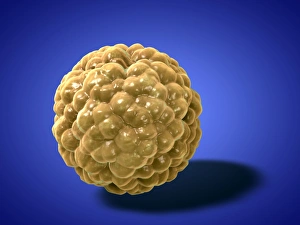 Human Body Anatomy Art Prints: Fat cell