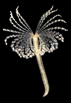 Polychaete Worms Prints: Feather duster worm