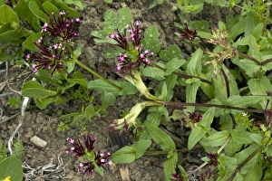 Spanish Wildflowers Prints: Fedia cornucopiae