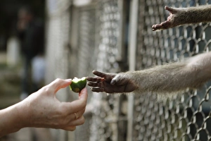 Captive Primate Behavior Prints: Feeding a captive monkey