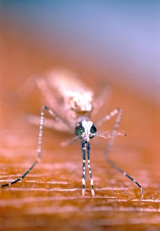 Feeding mosquito Feeding mosquito