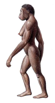 Female Australopithecus africanus Print