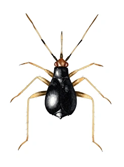 Female capsid bug Print (Orthonotus rufrifrons)
