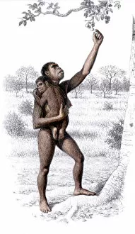 Pre History Collection: Female Homo habilis
