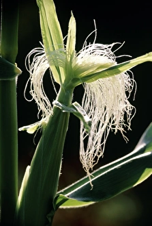 Female inflorescence of maize plant Female inflorescence of maize plant