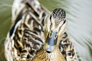 Female mallard duck Female mallard duck