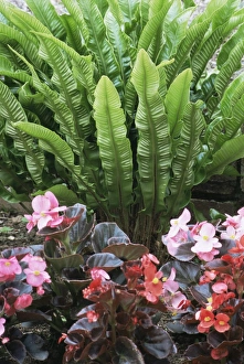 Houseplant Photography Ideas Prints: Fern (Asplenium scolopendrium)
