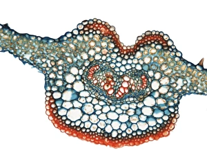 Plant Vascular System Prints: Fern leaf, light micrograph
