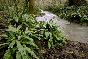 Somerset England Landscape Prints: Ferns (Asplenium scolopendrium)