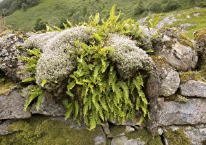 Prints of Ferns and mosses on a stone wall. Photographed near Loch Duich in north west Scotland Images Dated 2006 May: Ferns and mosses Print on Stone Wall