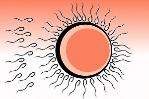 Prints of Fertilization. Artwork of sperm cells (white and black) surrounding a human egg cell (round). The egg cell is protected by an outer layer, the zona pellucida (black) Images Dated 2004 January: Fertilization Print: Sperm Cells Surrounding a Human Egg Cell