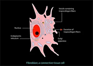 Cell Biology Images Prints: Fibroblast cell, artwork