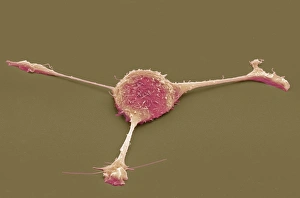 Cell Biology Images Prints: Fibroblast, SEM