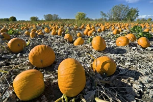 Vegetable Garden Images Prints: Field of pumpkins