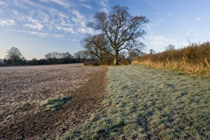 Devon Landscape Prints: Field and trees at dawn, Devon