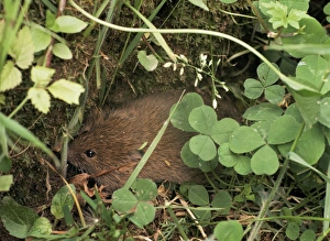Field Vole Prints: Field vole