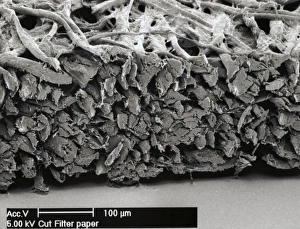 Prints of Filter paper. Scanning electron micrograph (SEM) of the cut end of a piece of filter paper showing its many cellulose fibres Images Dated 2003 January: SEM Filter Paper Print: A cellulose fibre structure