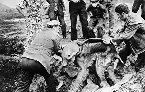 Finding a preserved baby mammoth Finding a preserved baby mammoth