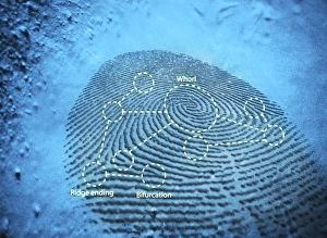 Biometric Identification Prints: Fingerprint, computer artwork