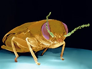 Fire-detecting beetle Fire-detecting beetle