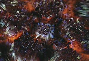 Prints of Fire urchin spines. Close-up of the spines of a fire urchin (Asthenosoma varium), a type of sea urchin. Each spine is tipped with a poison-filled sac (white), used in defence against predators Images Dated 2003 April: Fire urchin spines Print