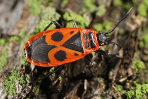 Pyrrhocoris Apterus Prints: Firebug