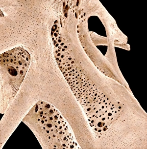 Cancellous Bone Structure Prints: Fish bone, SEM C015 / 7923