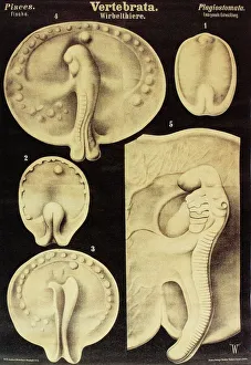 Fish embryo, artwork Fish embryo, artwork