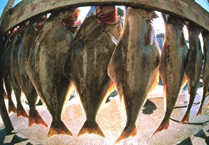 Fish-eye view of a haul of halibut on a rack Fish-eye view of a haul of halibut on a rack