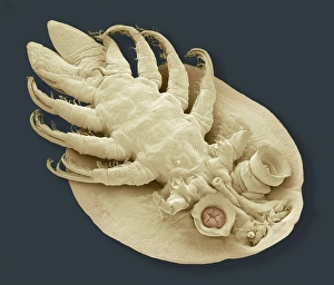 Images Dated 23rd February 2011: Fish louse Print, SEM Image