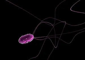 Images Dated 2007: Flagellate Bacteria Print