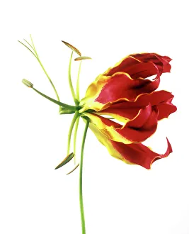 Prints of Flame lily ( Gloriosa sp. ) flower with openpetals and stamens topped by anthers Botanical Prints: Flame Lily Print: Gloriosa Flower with Open Petals