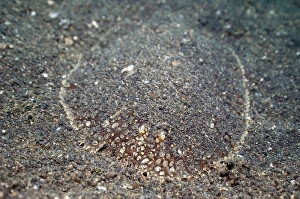 Flatfish Print: Camouflaged on Seabed